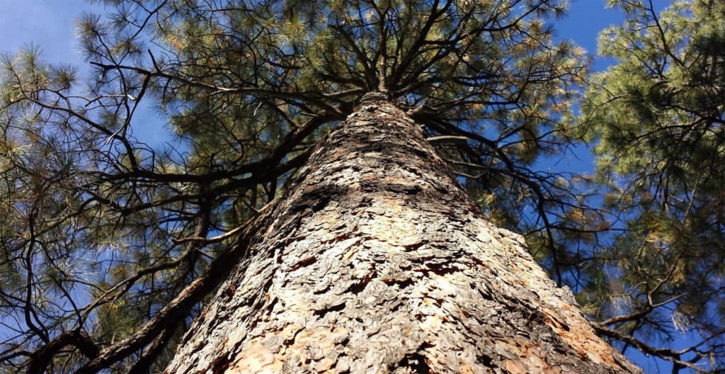 Ponderosa Pine