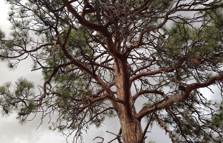 What Is Ponderosa Pine