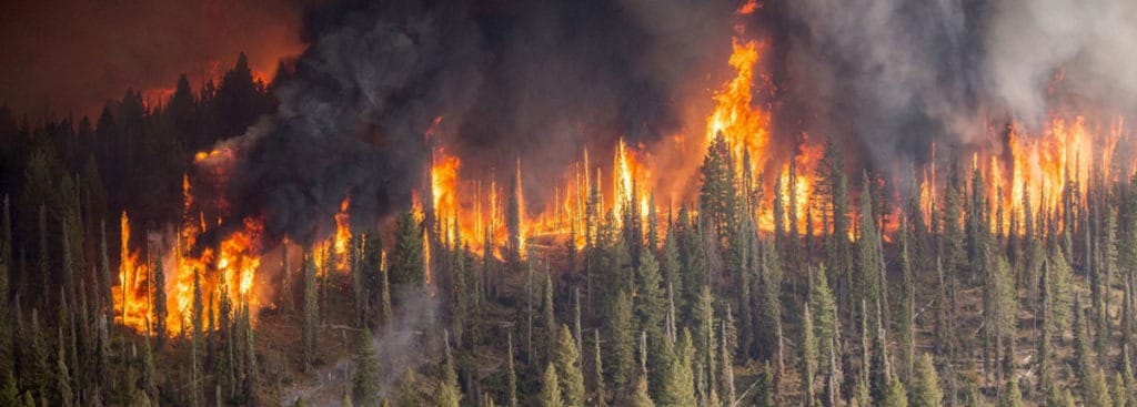 Will Forest Management Prevent Wildfires