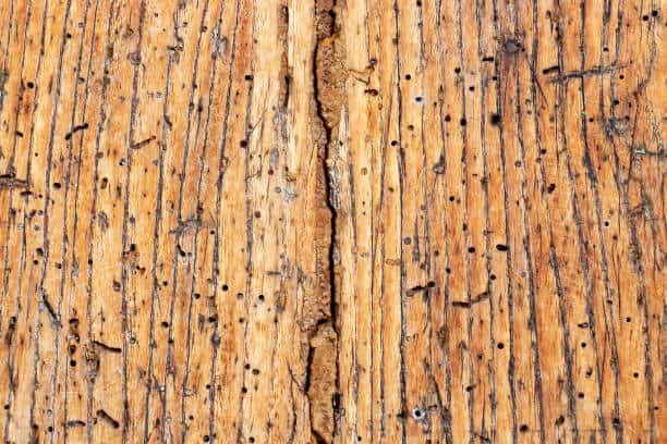 damage lumber from pests that like wood